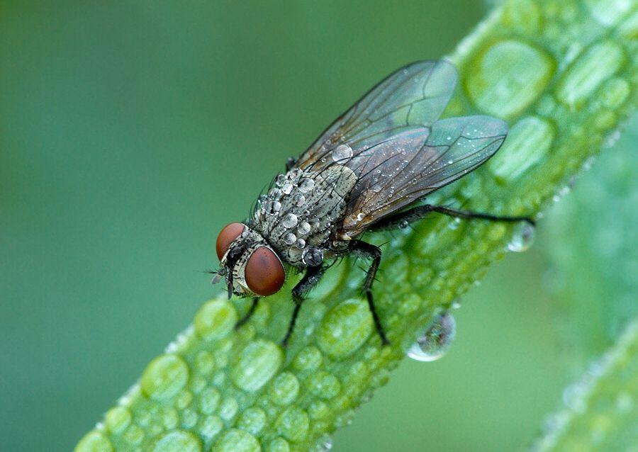 Solieria fenestrata