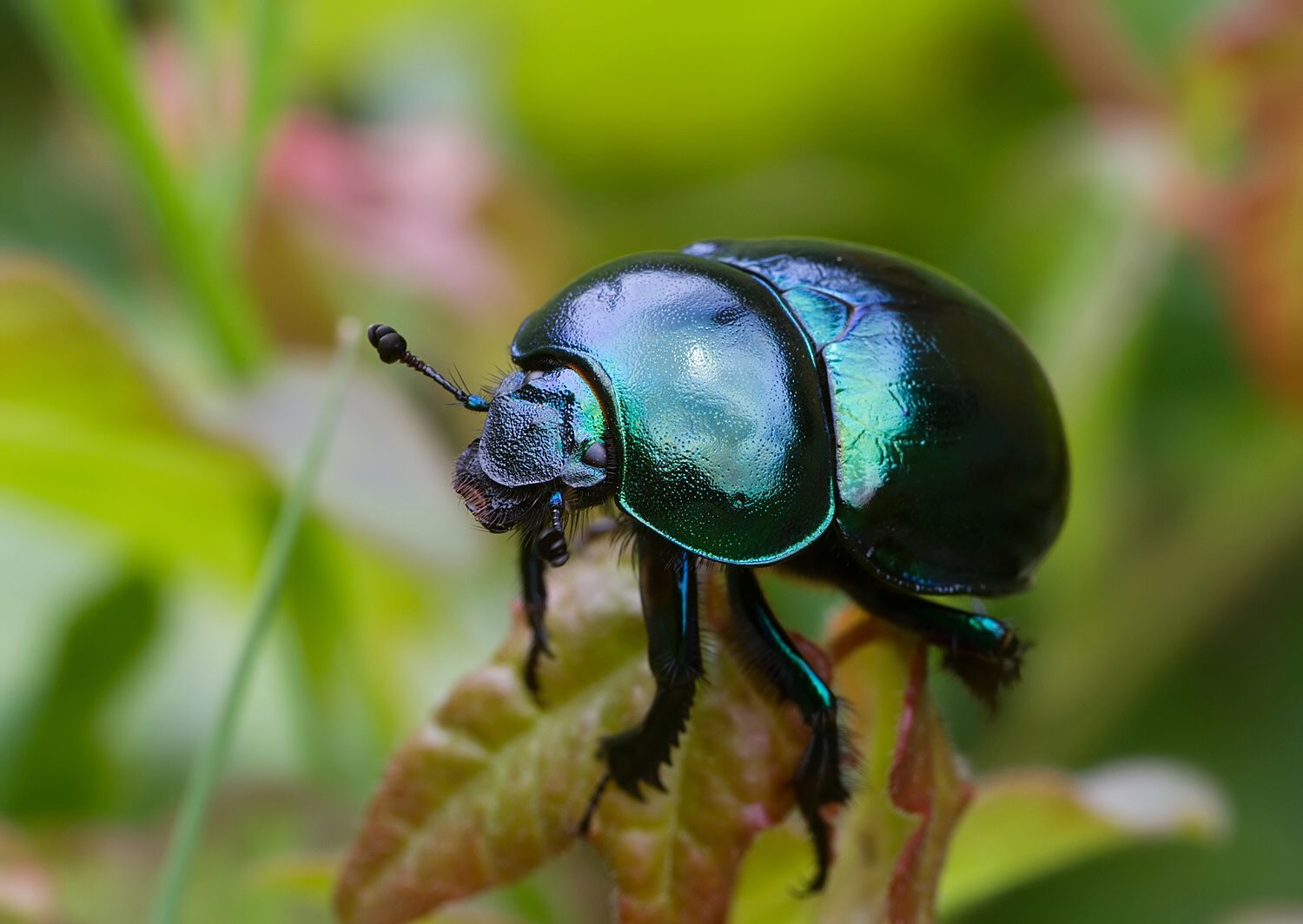 Trypocopris vernalis
