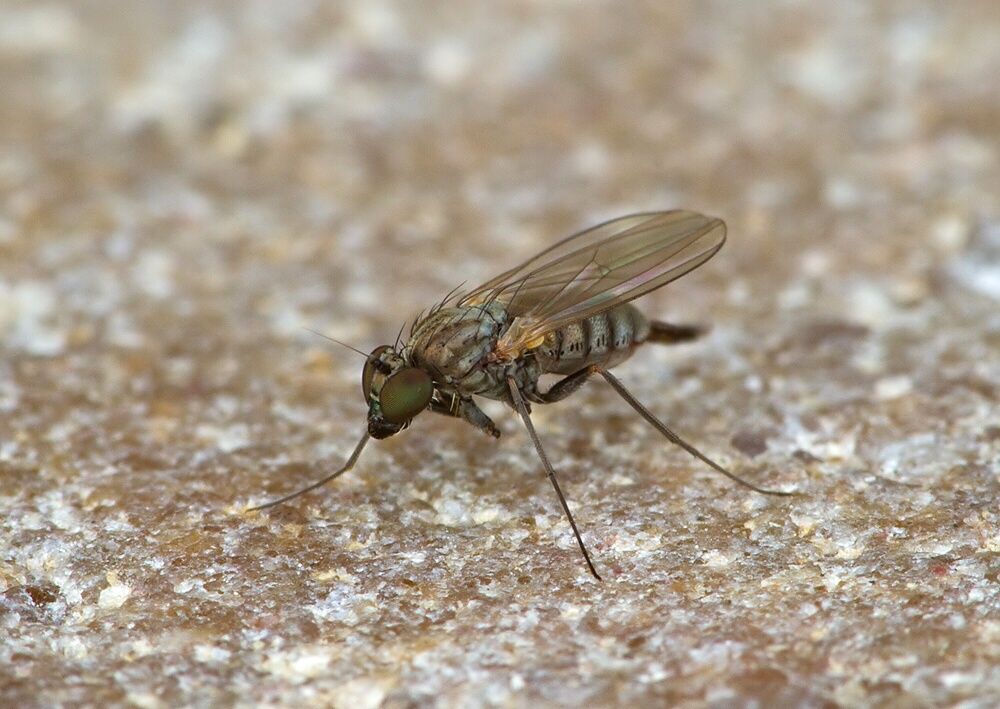 Medetera petrophiloides