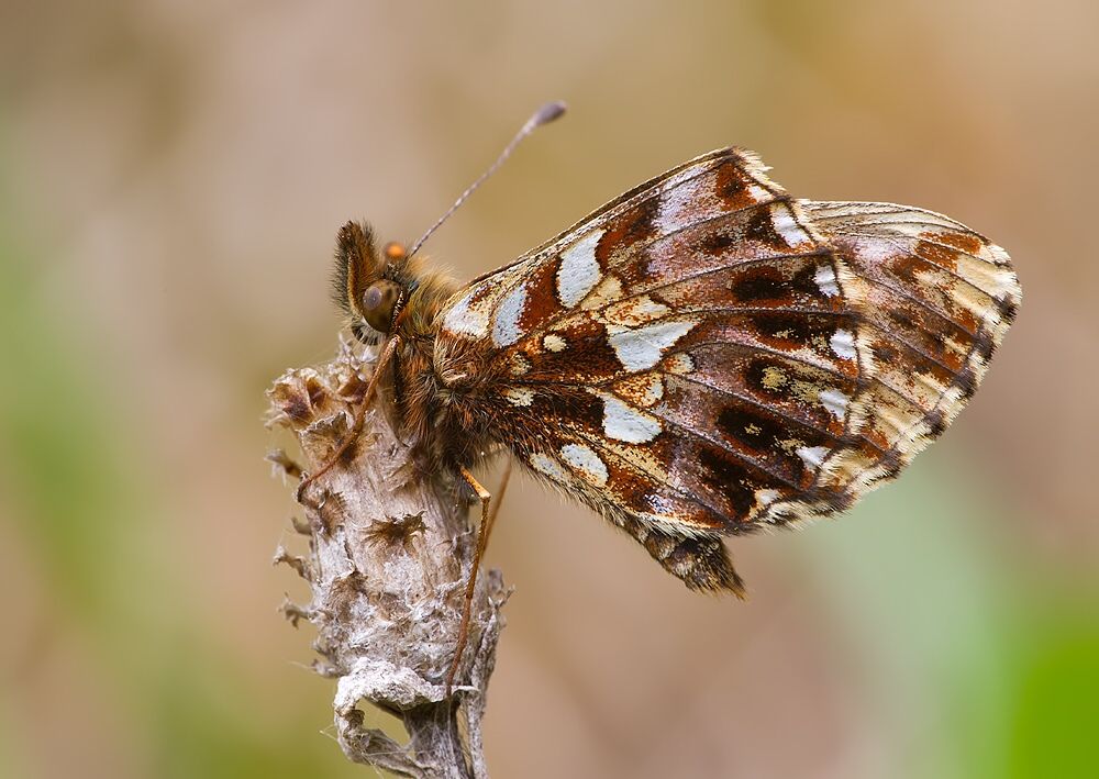 Boloria dia
