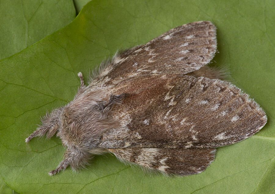 Stauropus fagi