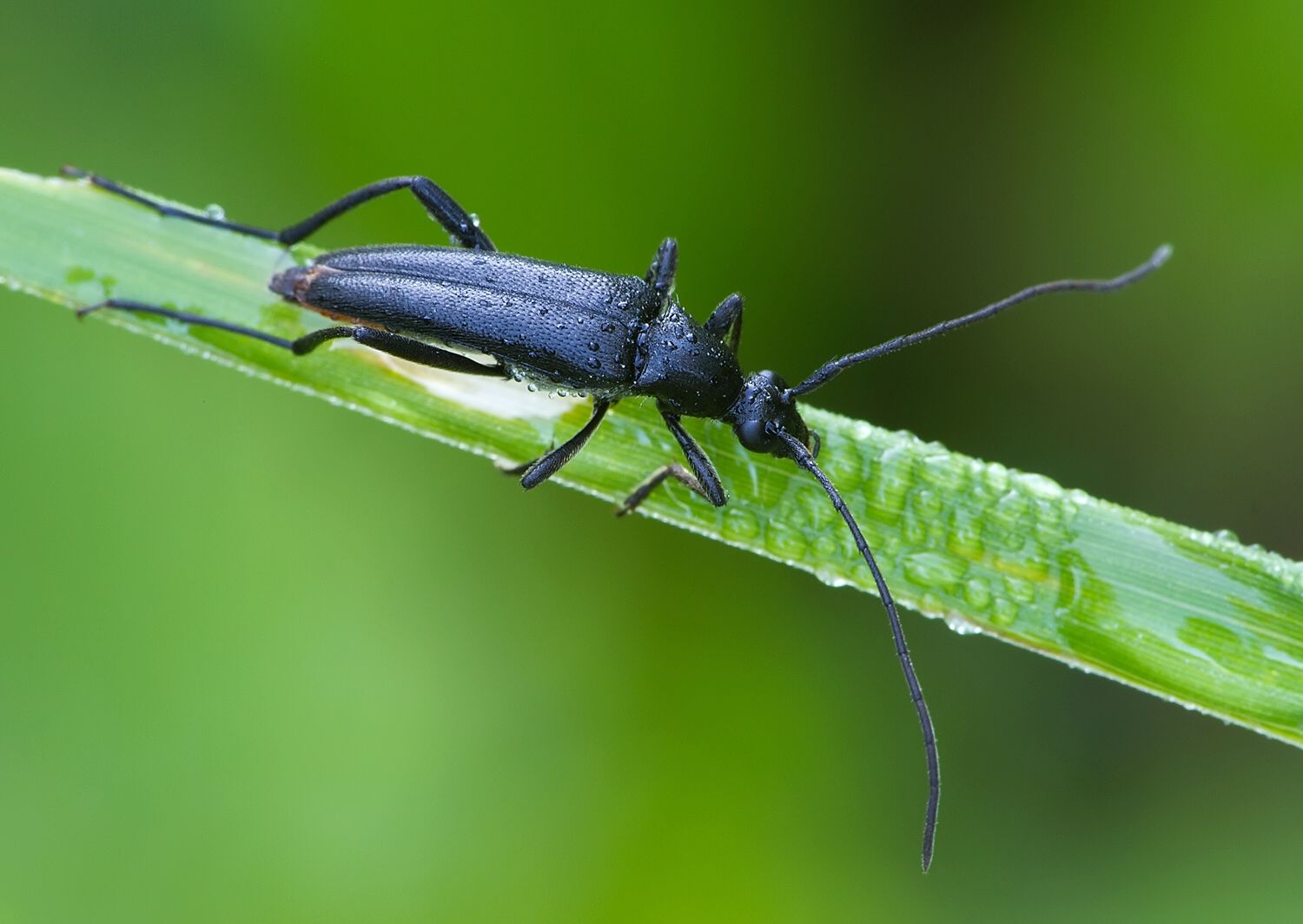 Stenurella nigra