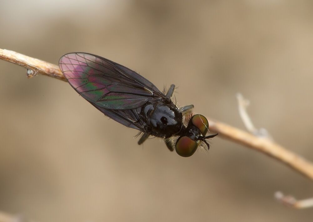 Holopogon fumipennis