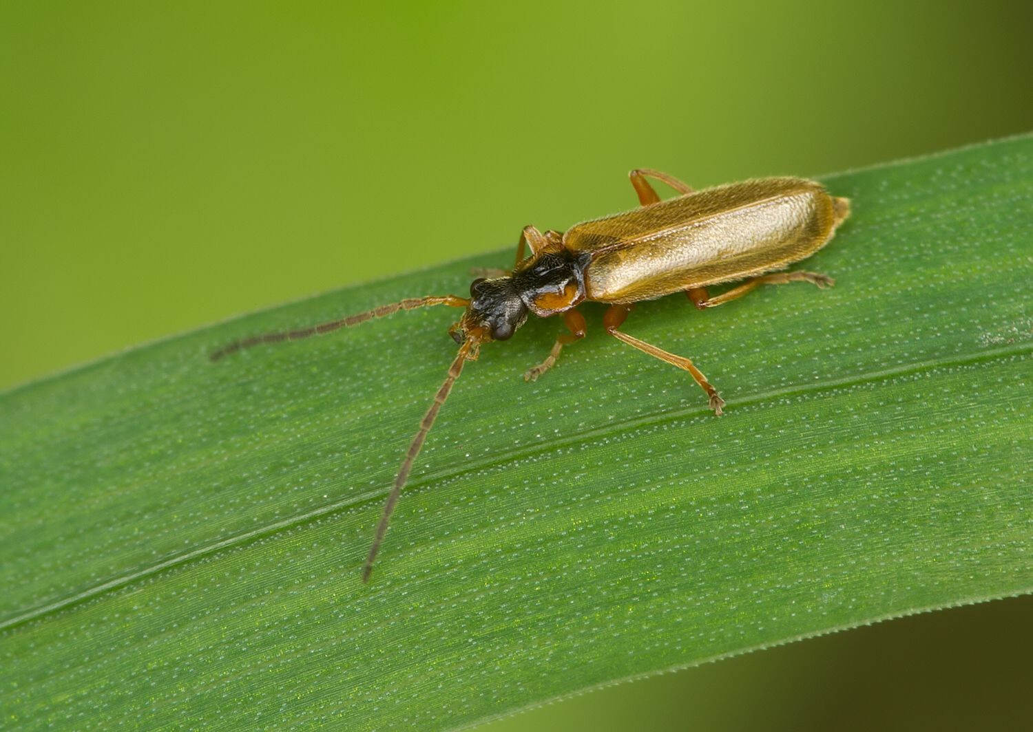 Rhagonycha testacea
