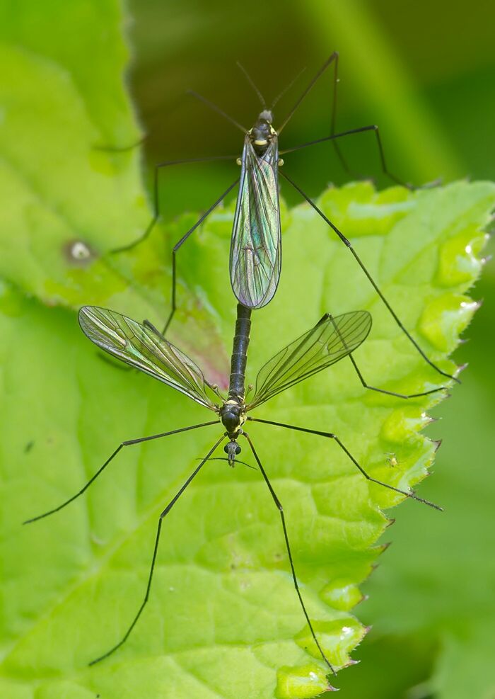 Ellipteroides lateralis