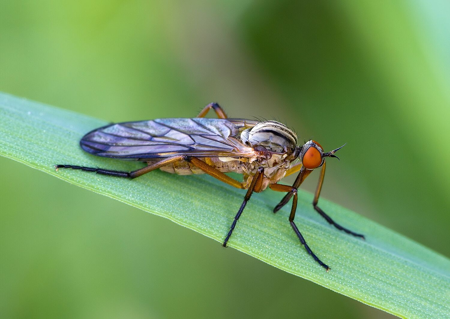 Empis livida