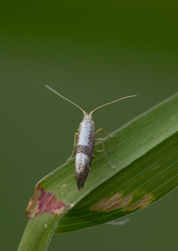 Argyresthia spinosella