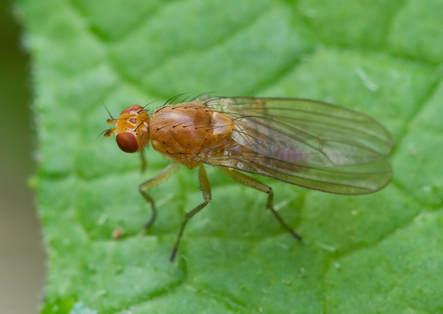 Eccoptomera longiseta cf.