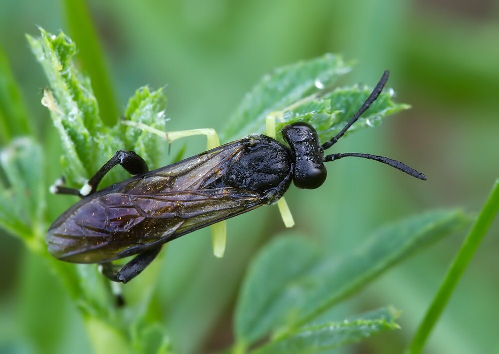 Macrophya montana