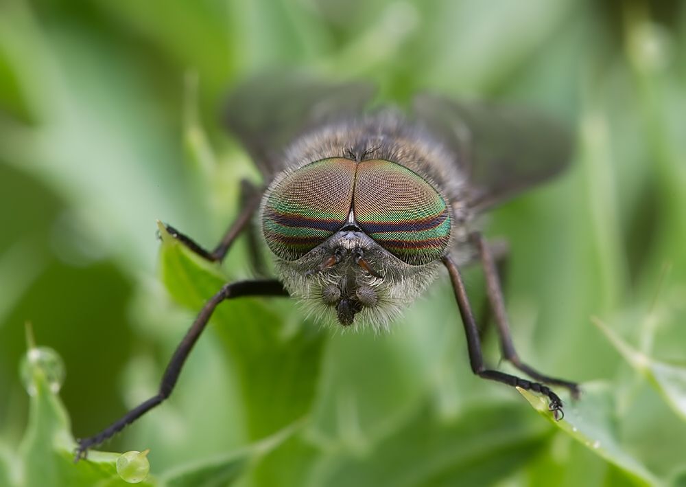 Tabanus bifarius