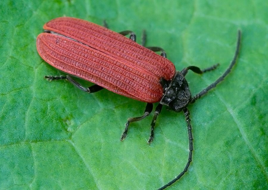 Pyropterus nigroruber