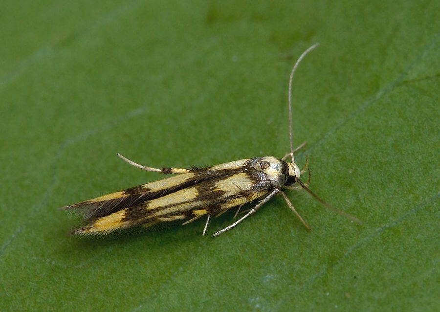 Stathmopoda pedella