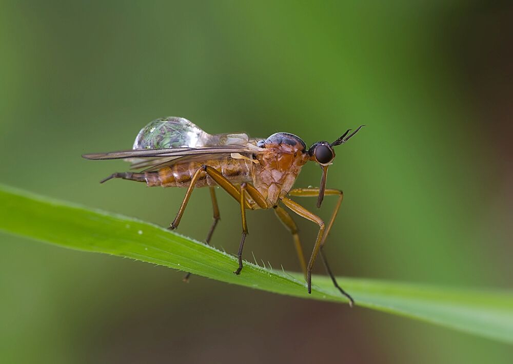 Empis trigramma
