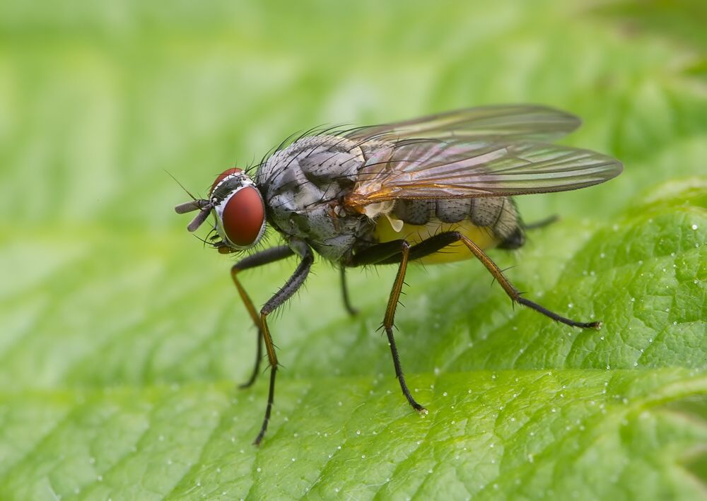 Lispe pygmaea
