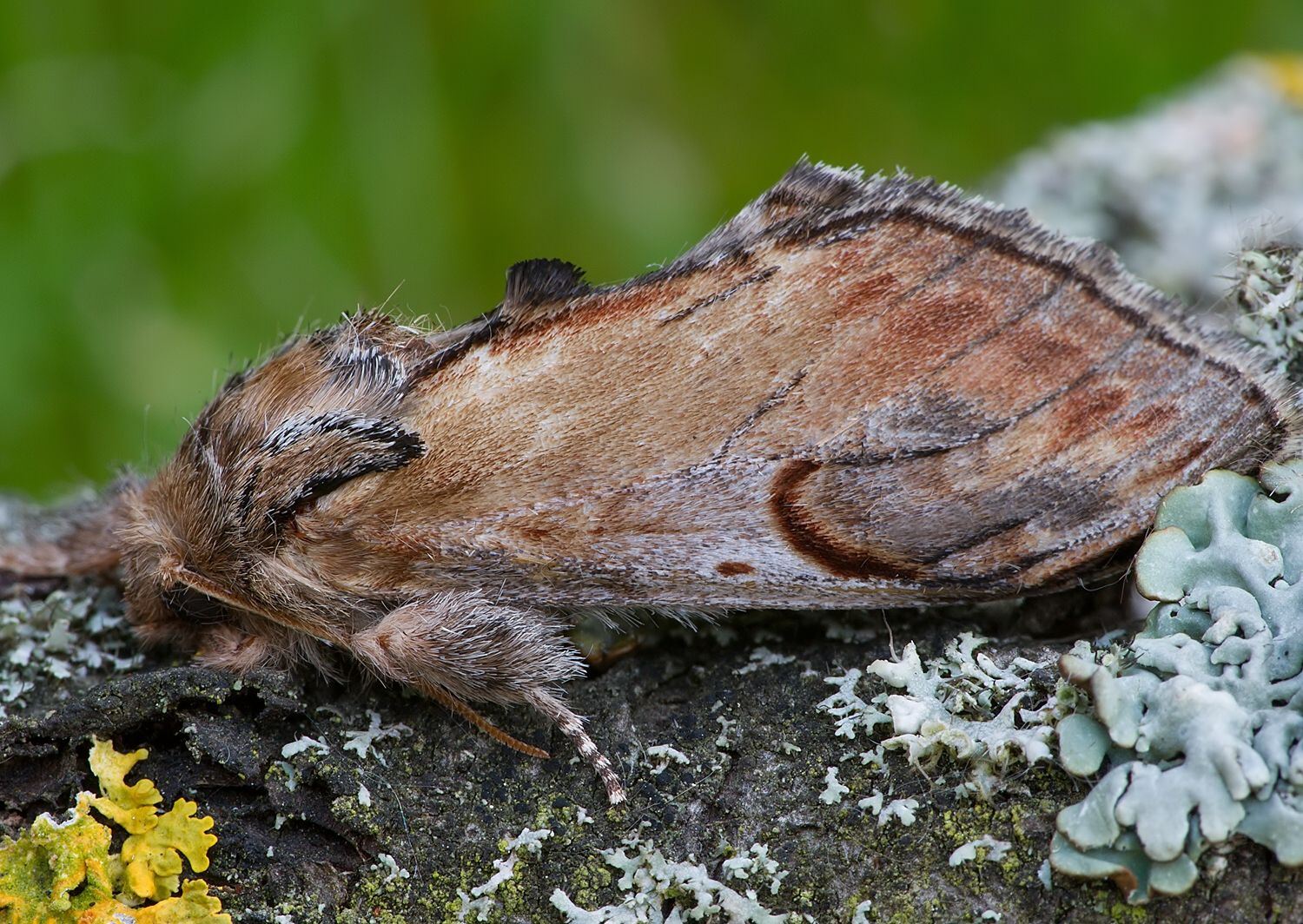 Notodonta ziczac