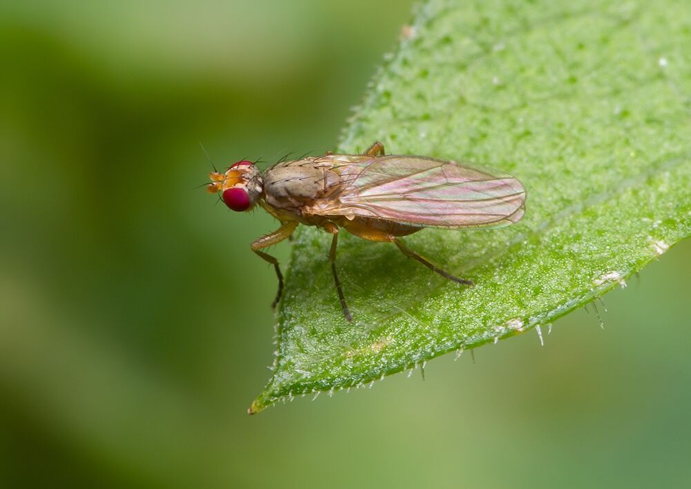 Eccoptomera longiseta cf.