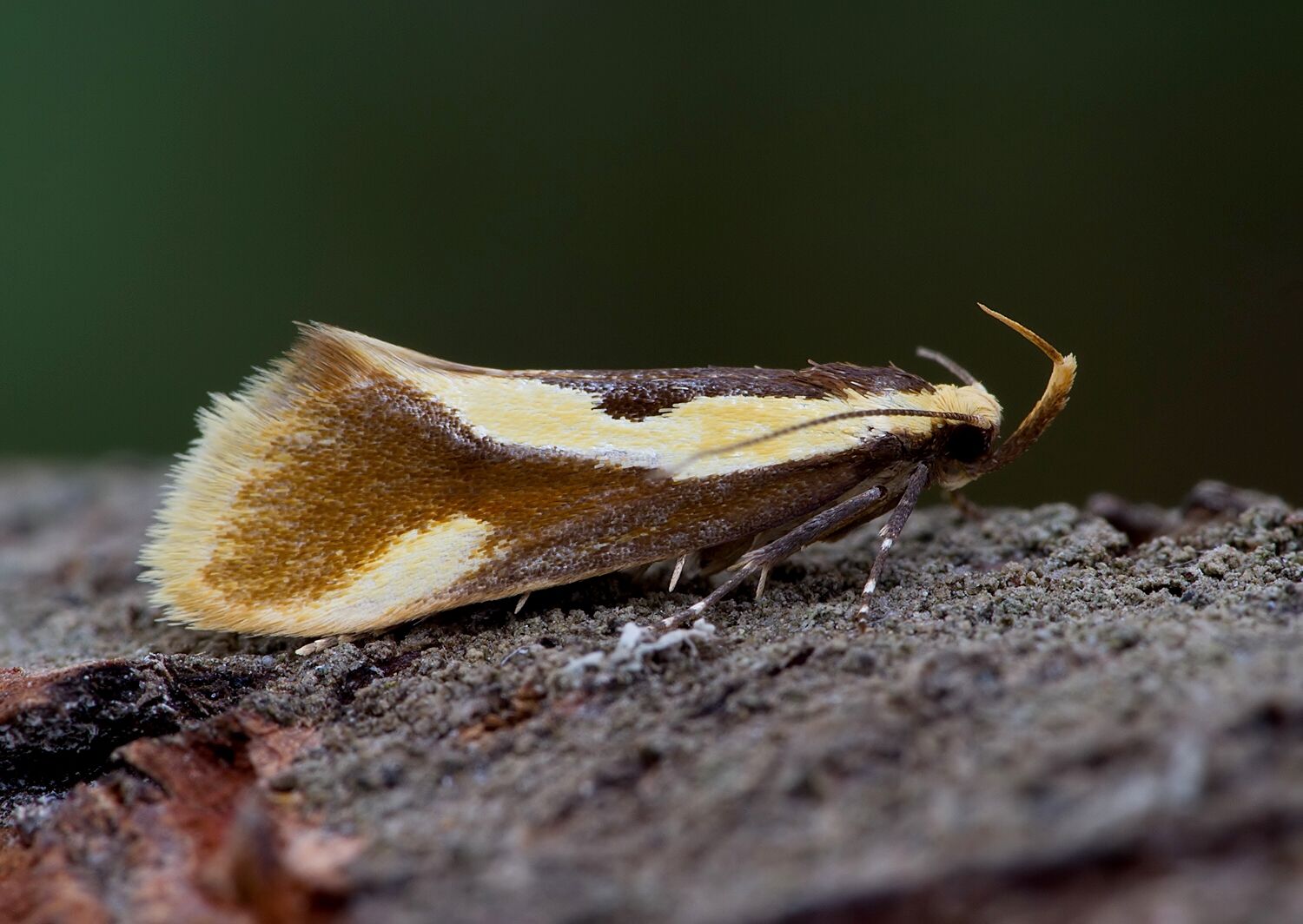 Harpella forficella