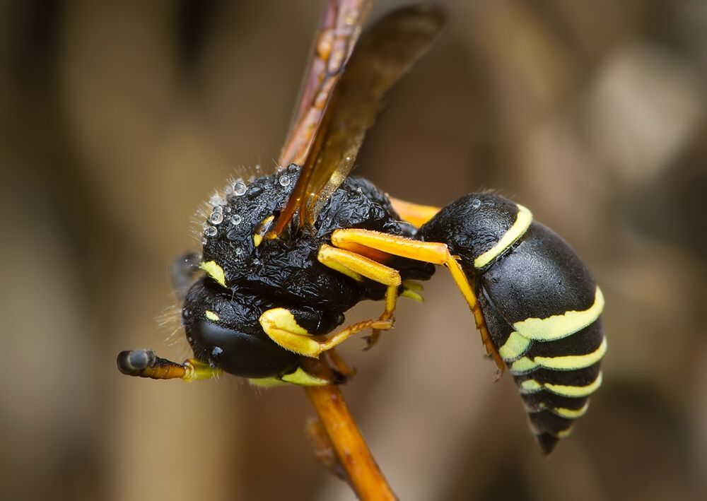 Odynerus reniformis