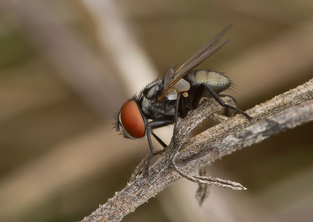 Phasia obesa