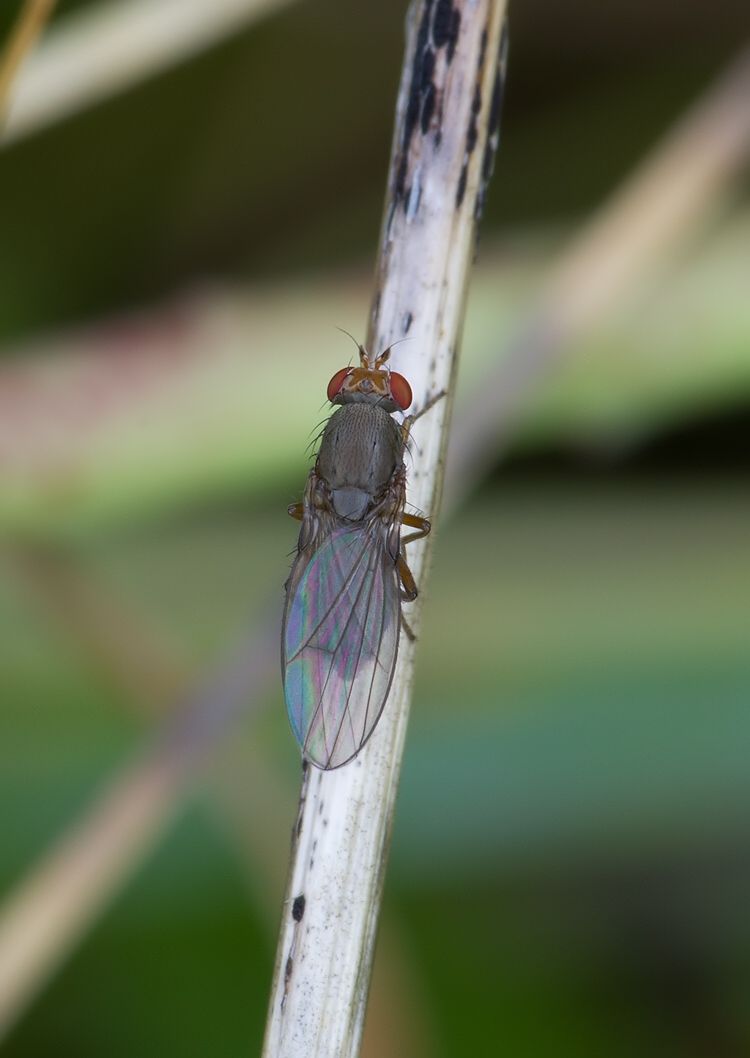 Diastata fuscula