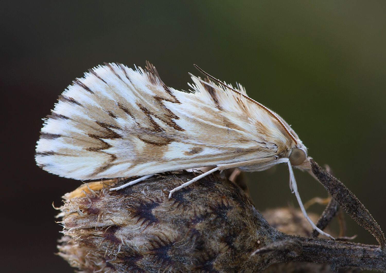 Cynaeda dentalis