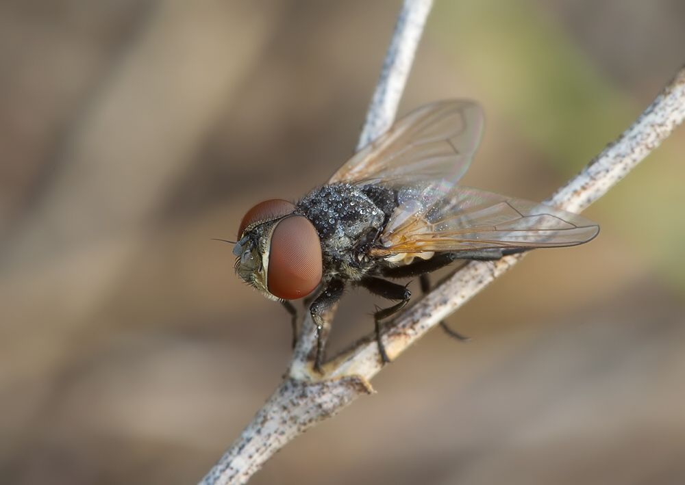 Phasia obesa