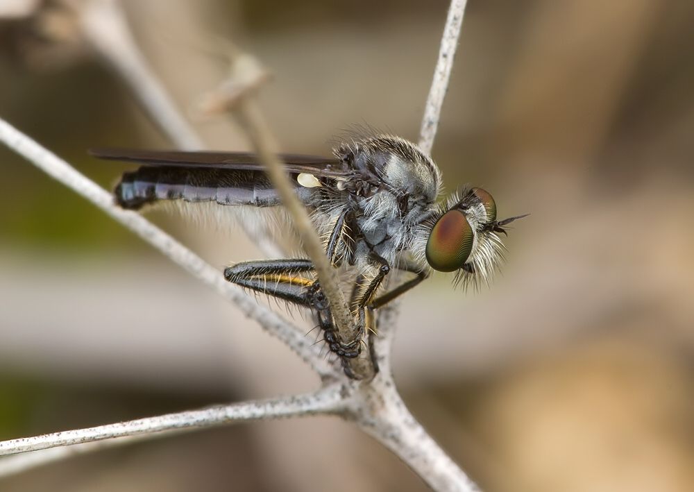 Holopogon fumipennis