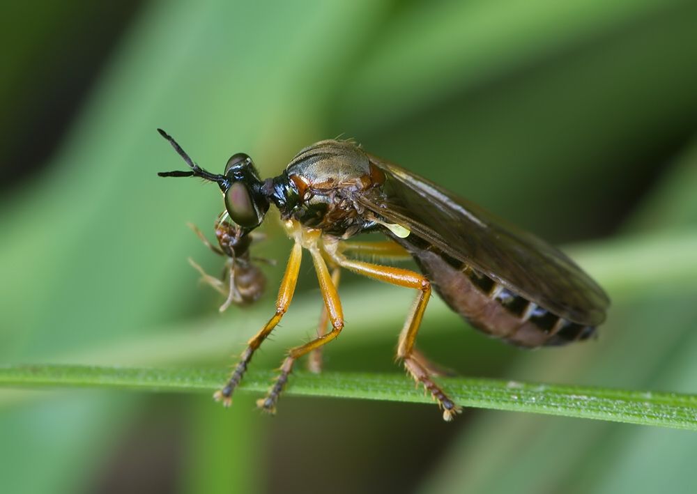 Dioctria linearis