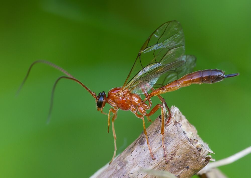 Cidaphus sp.