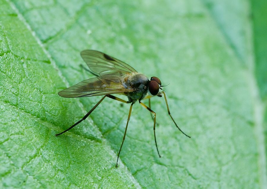 Rhagio conspicuus