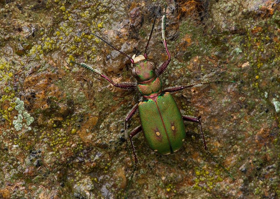 Cicindela campestris
