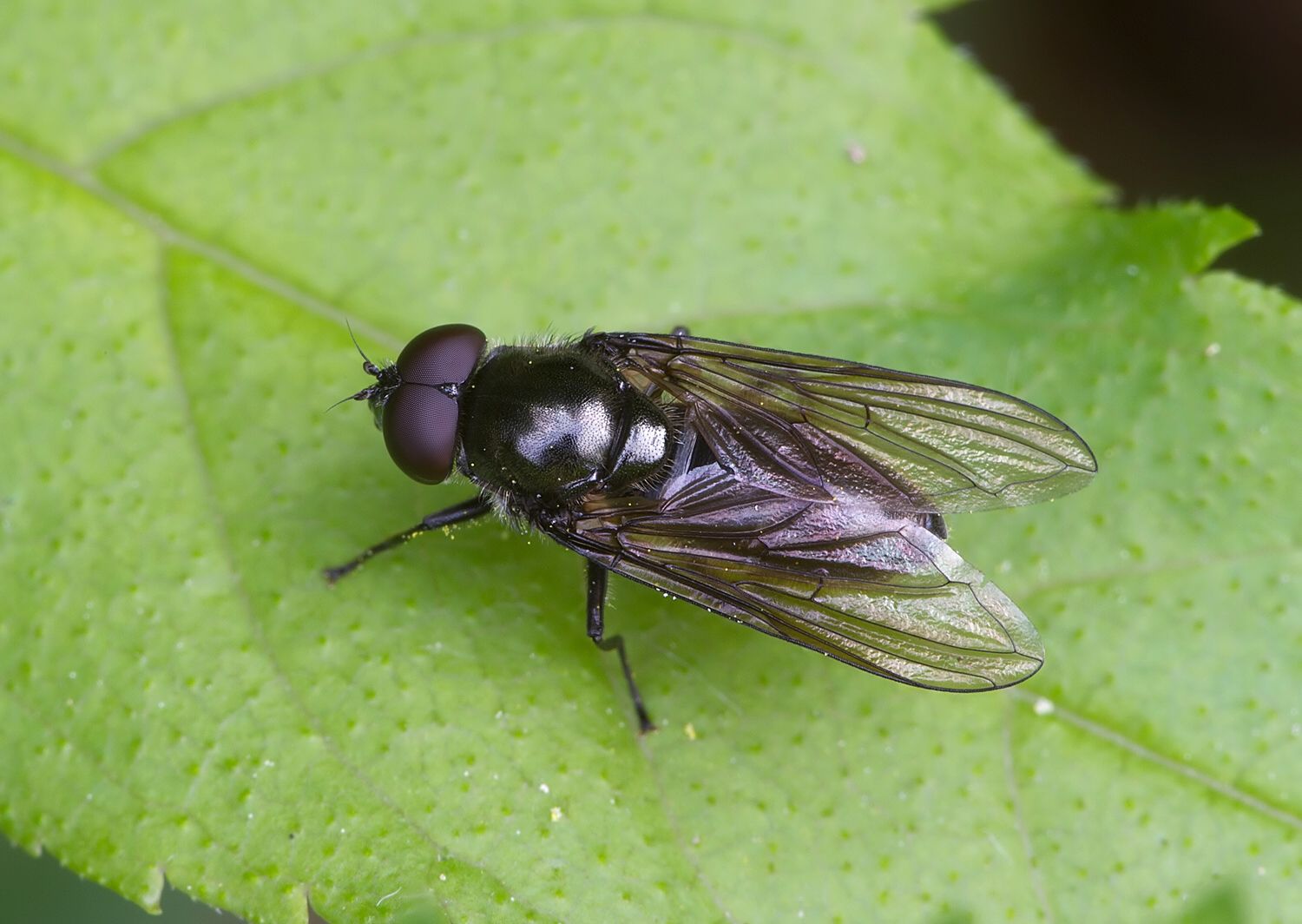 Cheilosia vicina