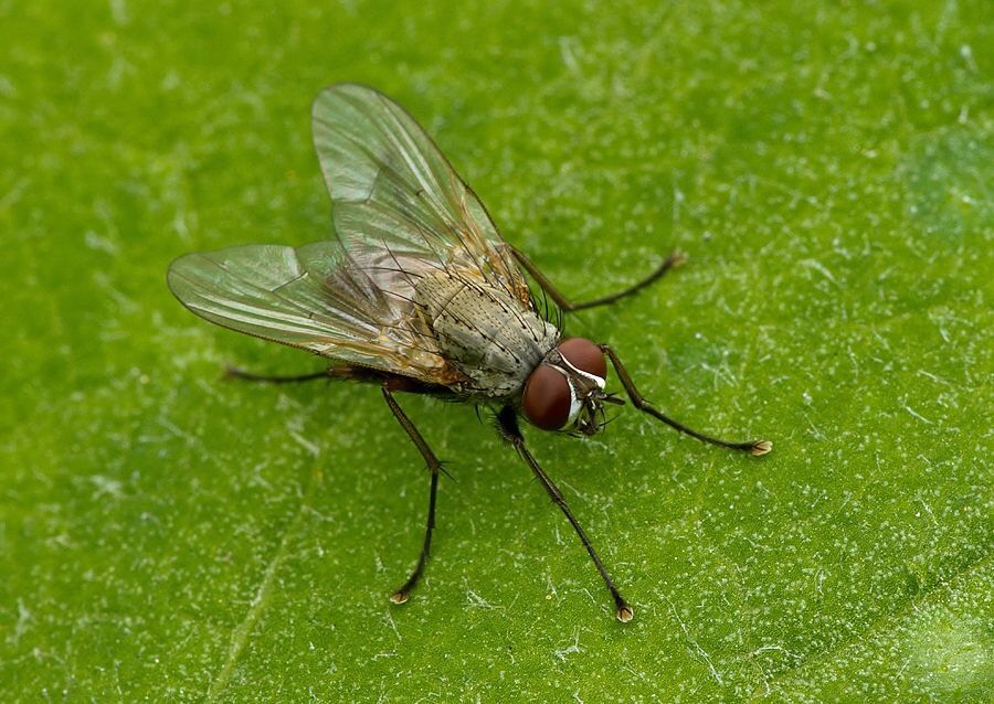 Delia sp.