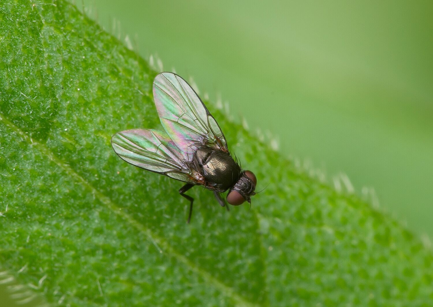 Metopomyza scutellata