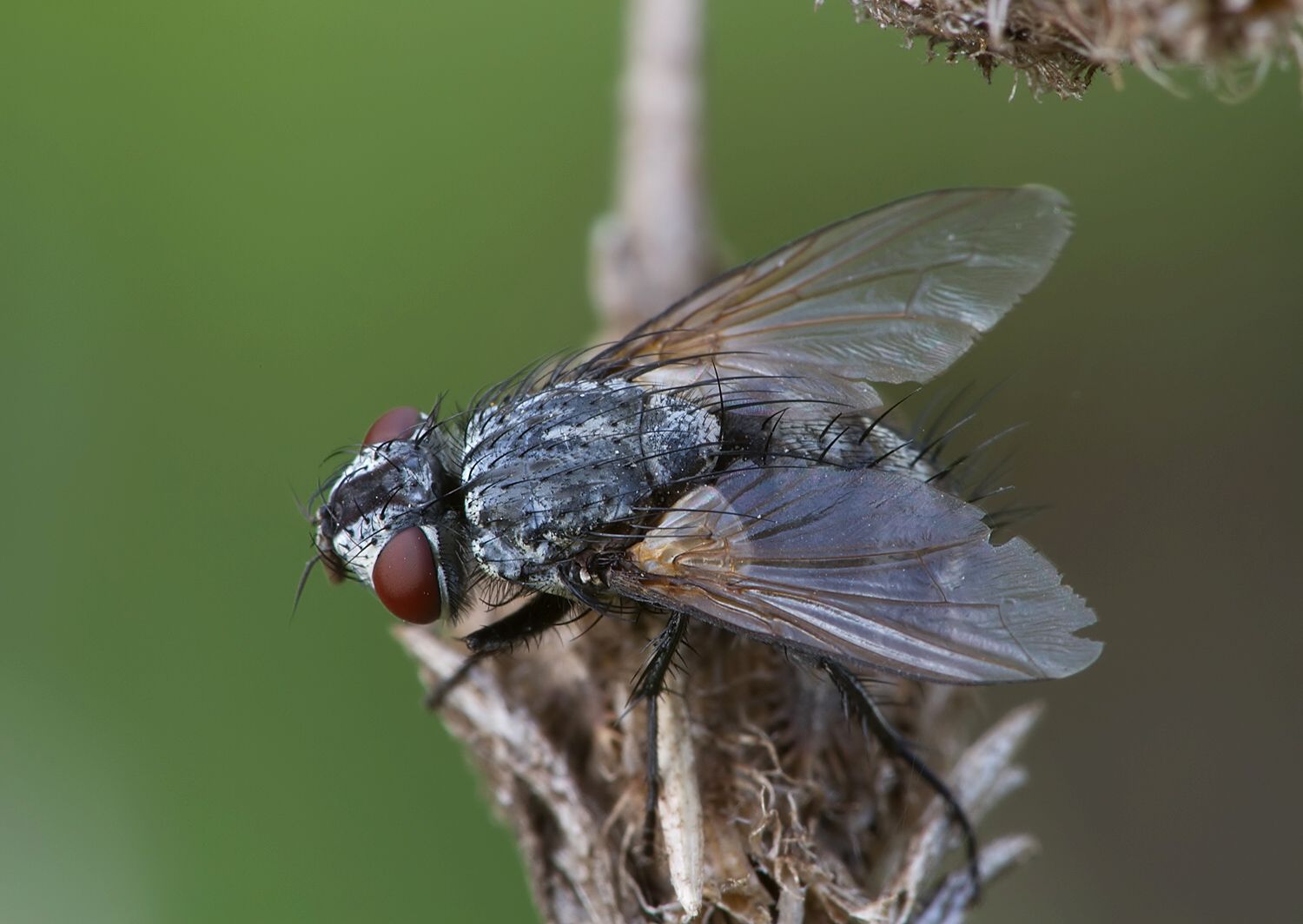 Lydella stabulans
