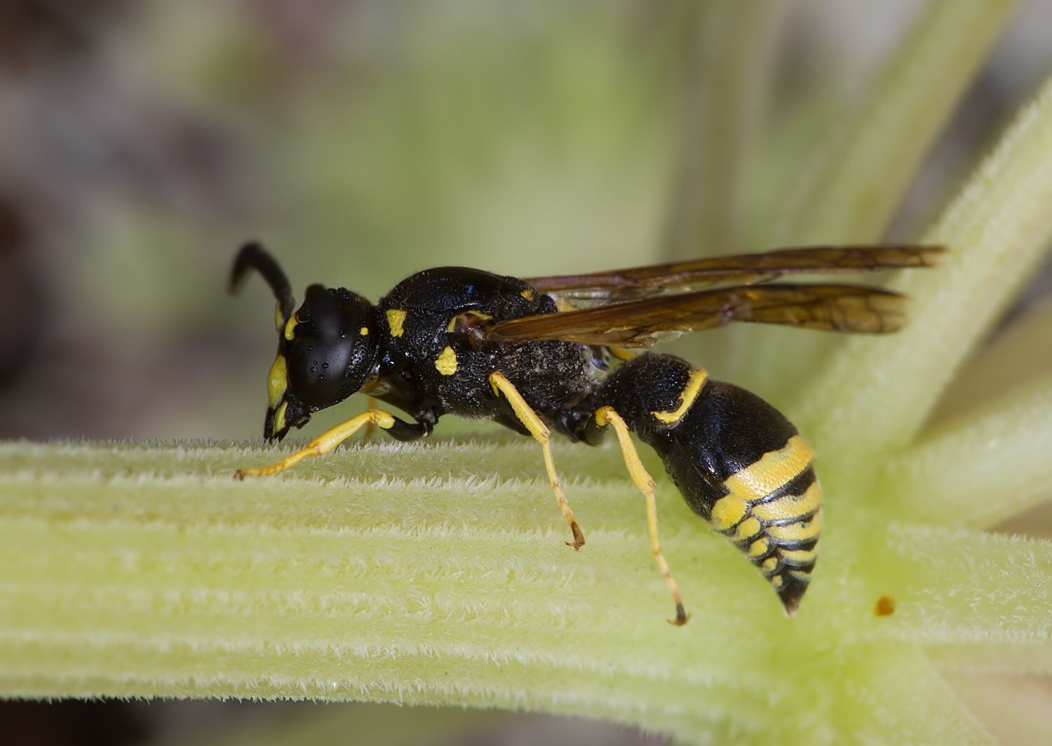 Ancistrocerus parietum