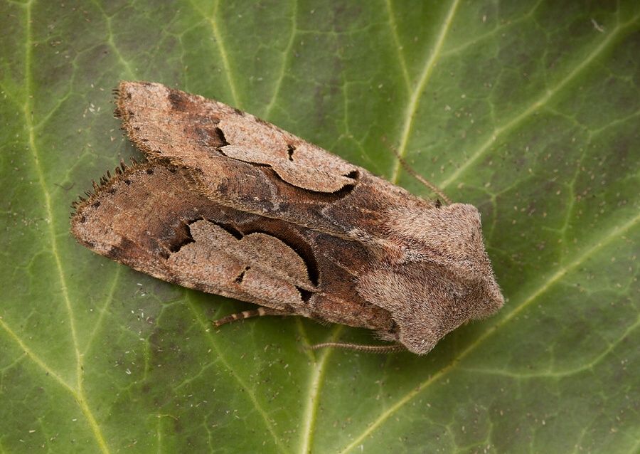 Perigrapha i-cinctum