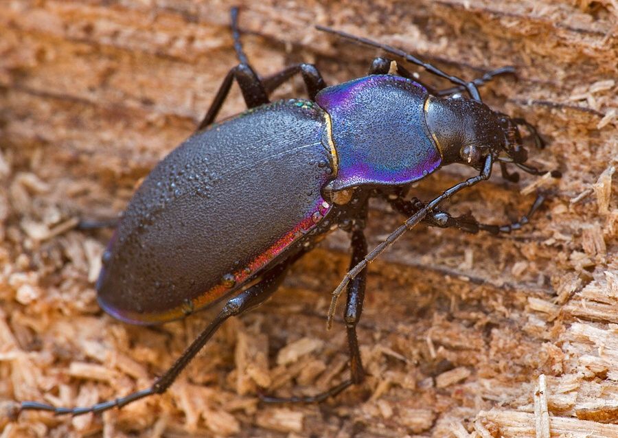 Carabus violaceus