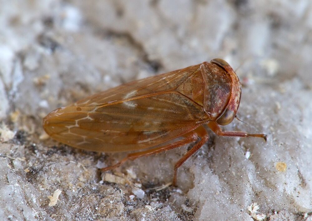 Rhytidodus decimusquartus