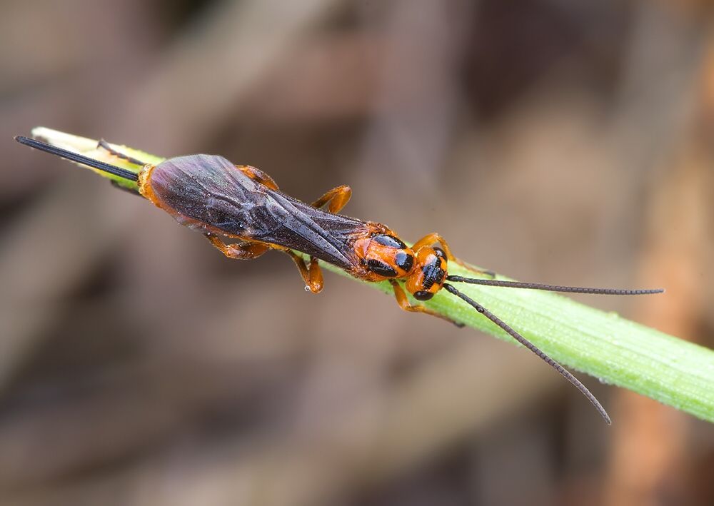 Pseudovipio sp.