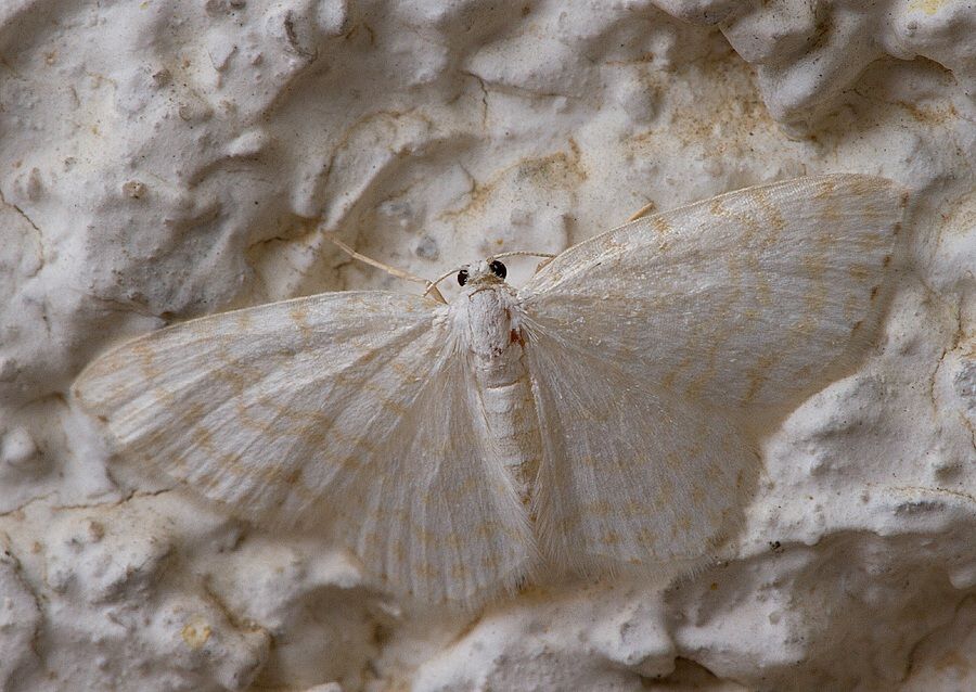 Asthena albulata
