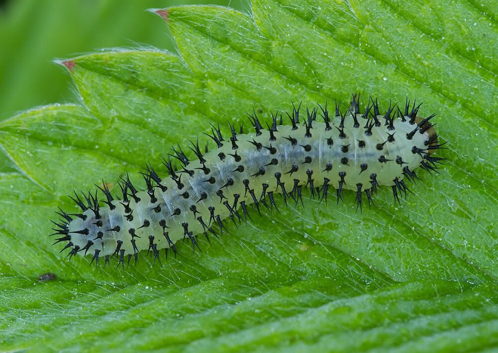 Periclista albida