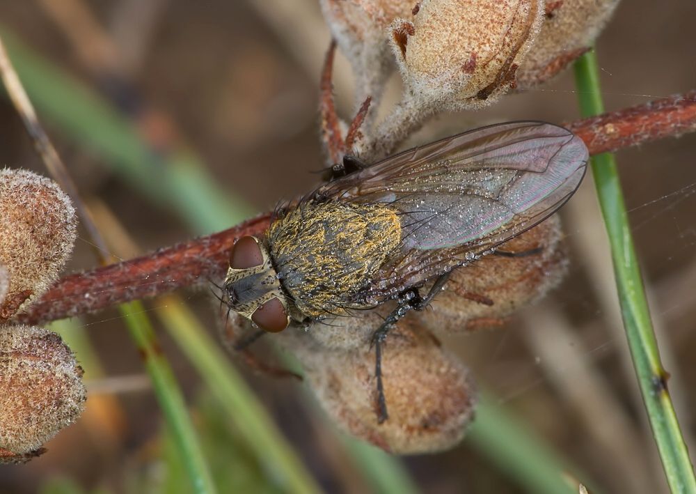 Pollenia griseotomentosa