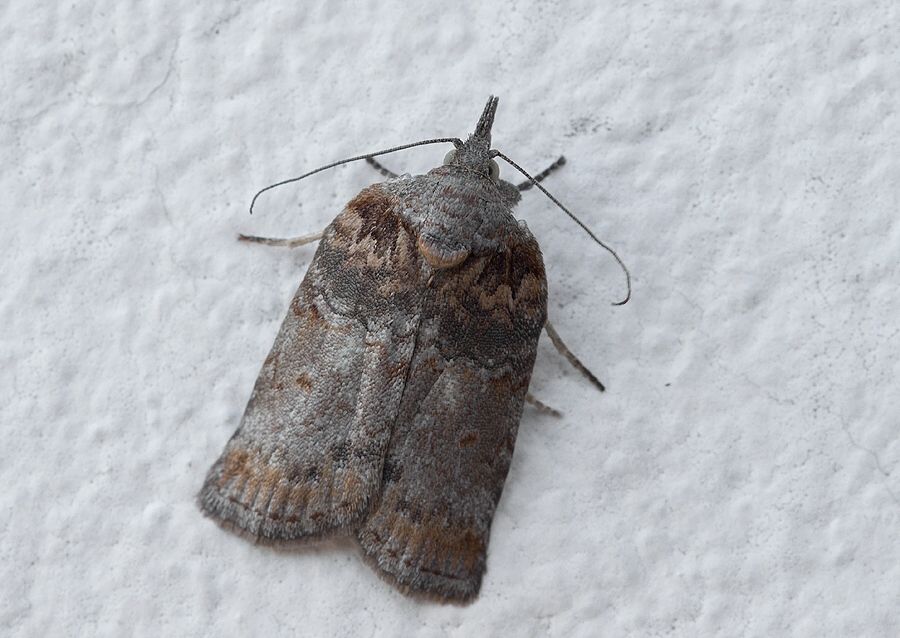 Nycteola columbana