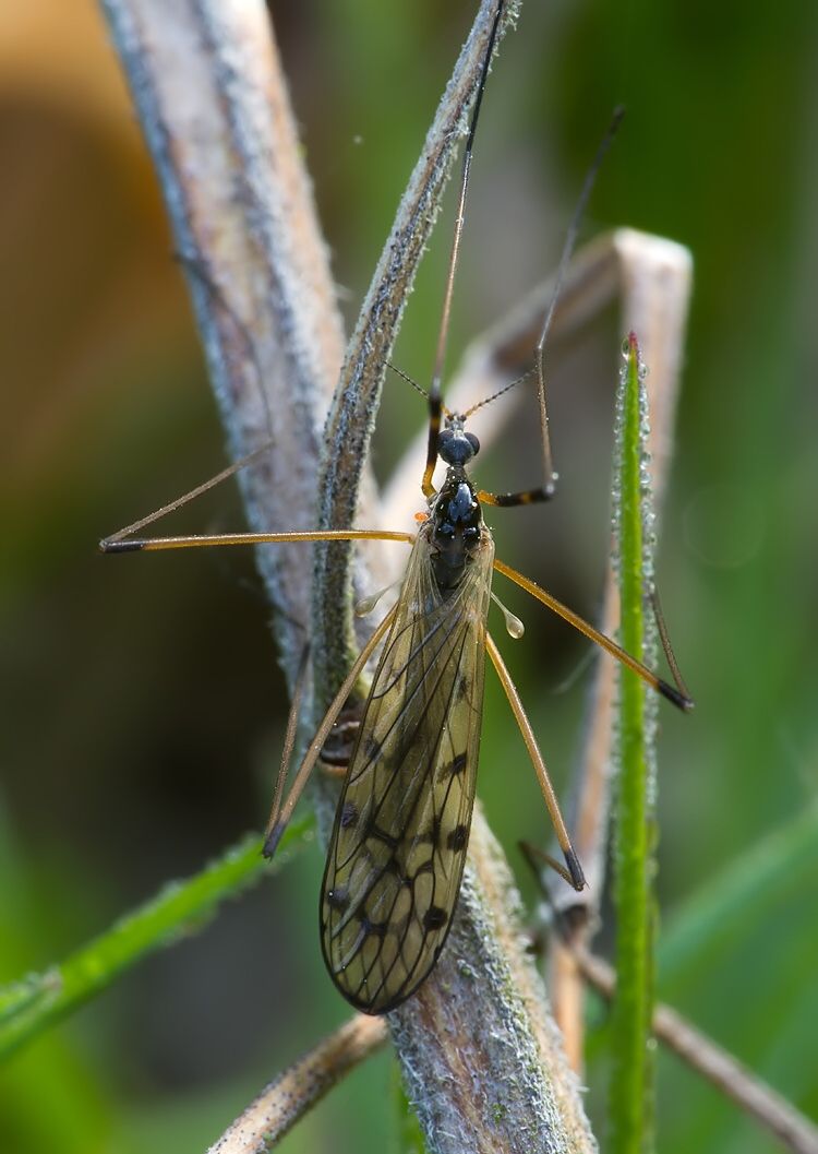 Limonia splendens