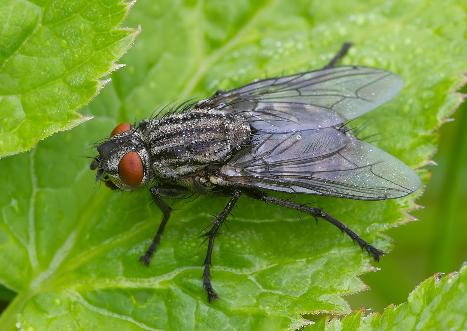 Sarcophaga protuberans