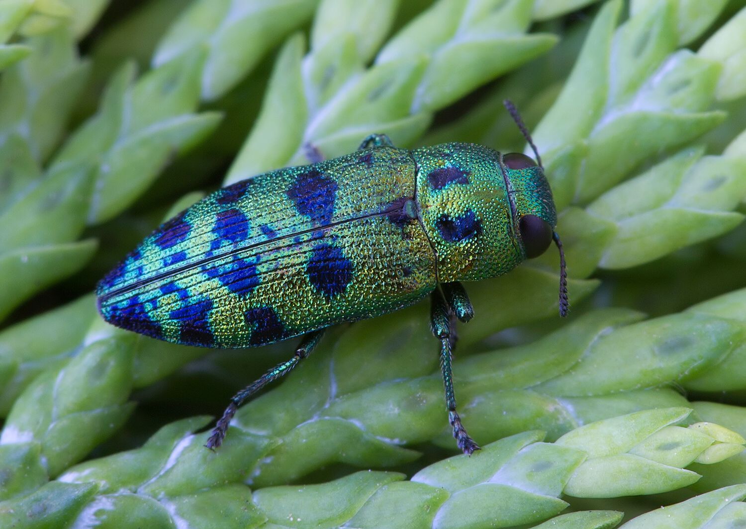Ovalisia festiva
