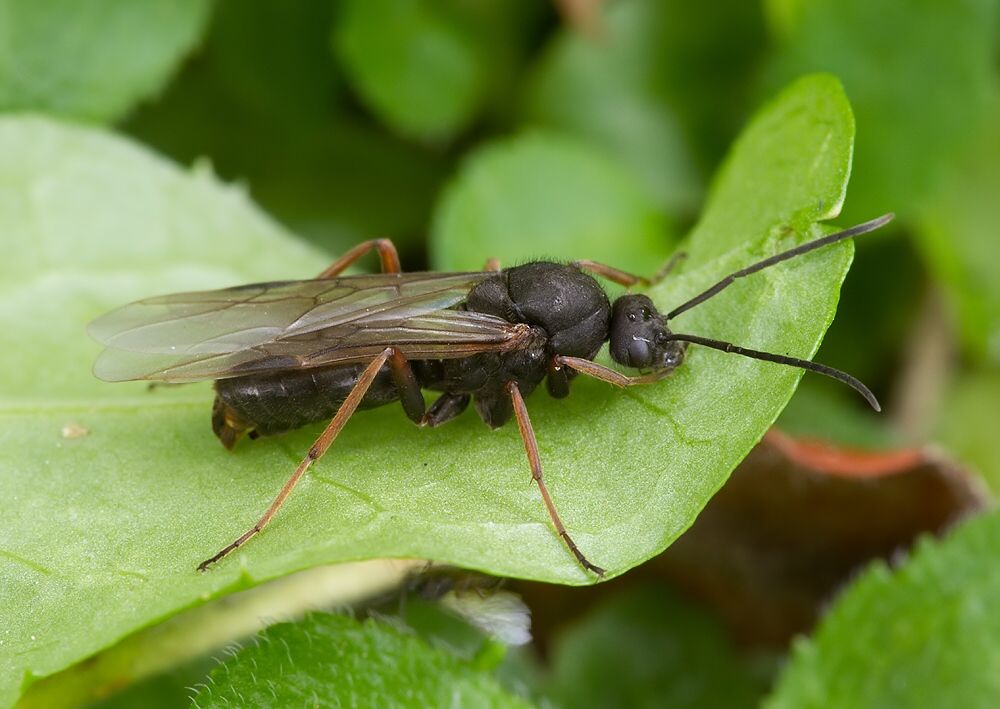 Formica pratensis