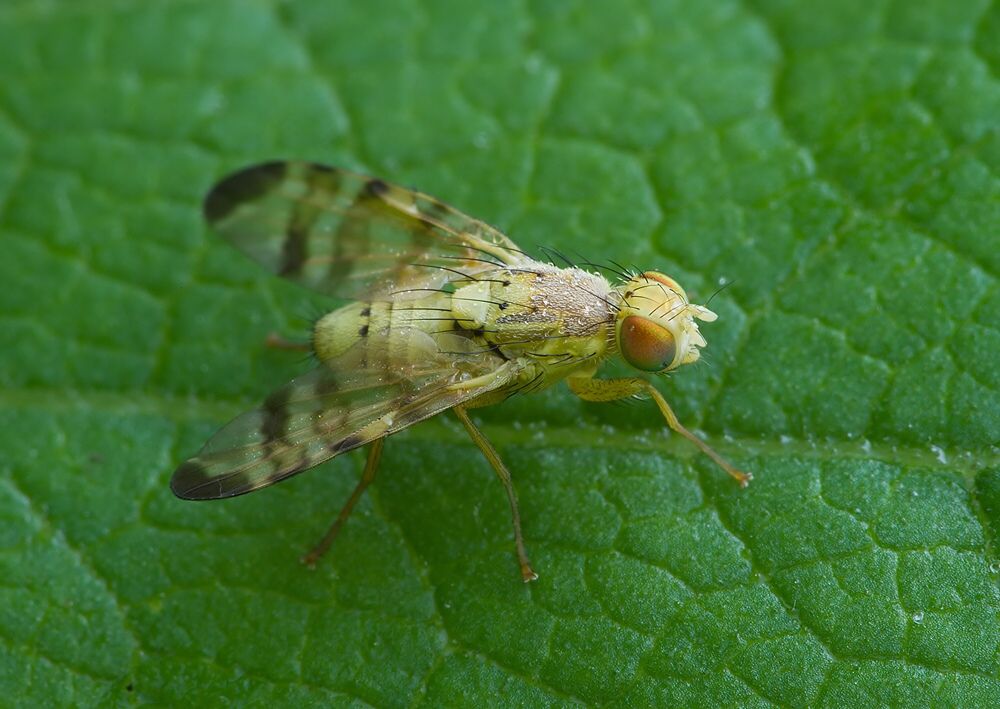 Terellia tussilaginis