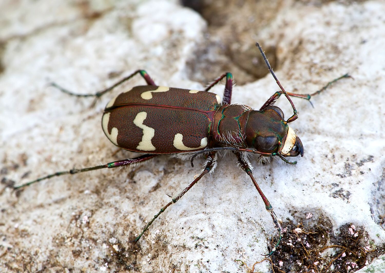 Cicindela hybrida